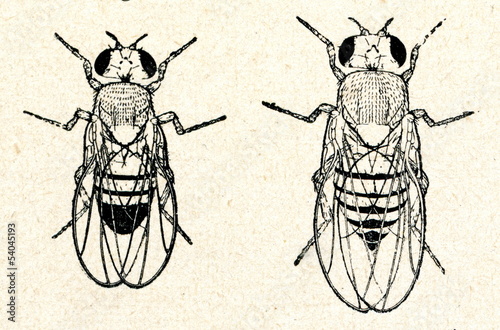 Valokuva Common fruit fly (Drosophila melanogaster; male left)