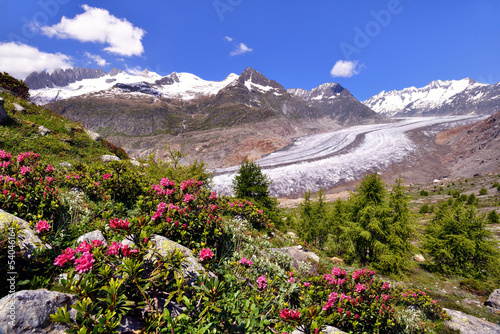 Grosser Aletschgletscher mit Alpenrosen