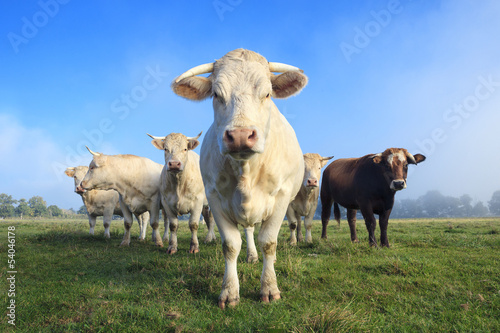 herd of young white cows on green meadow photo