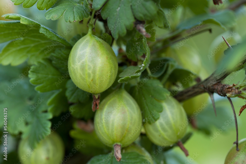 stachelbeeren