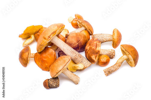 Set of mushrooms isolated on white