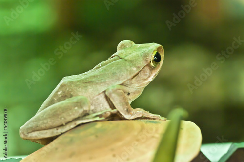 Frog cream from Thailand