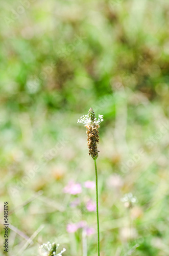 Single wild spica grass over green background © tairen