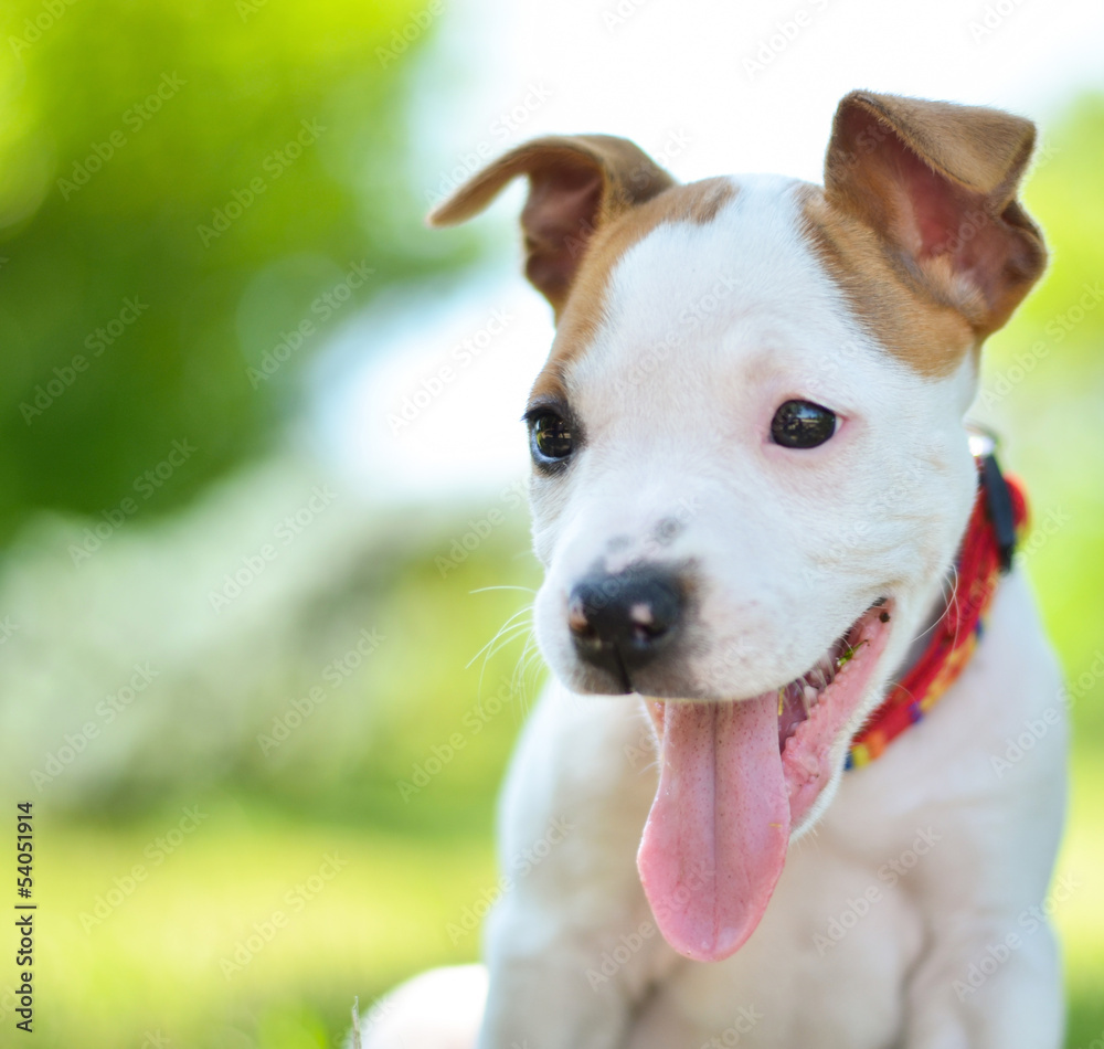American Staffordshire cute terrier puppy