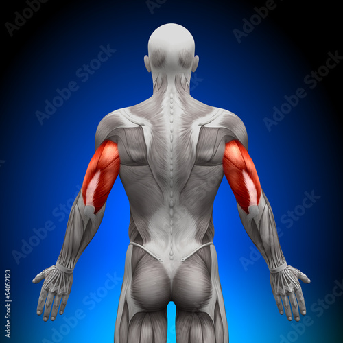 Triceps - Anatomy Muscles