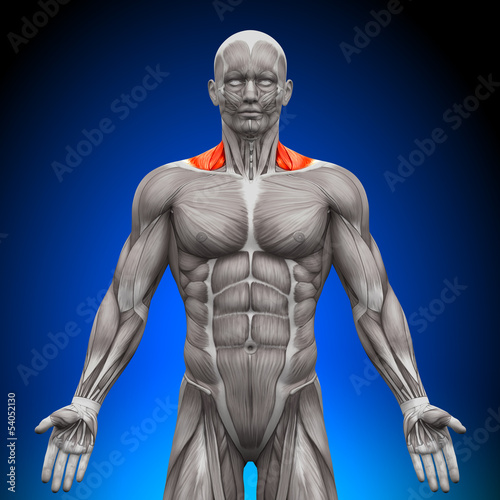 Trapezius Front / Nech Muscles - Anatomy Muscles photo
