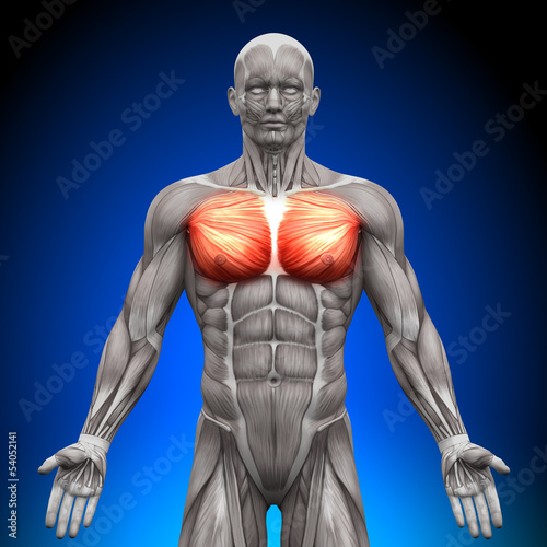 Chest / Pectoralis Major / Pectoralis Minor - Anatomy Muscles photo