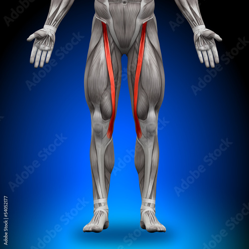 Sartorius - Anatomy Muscles photo