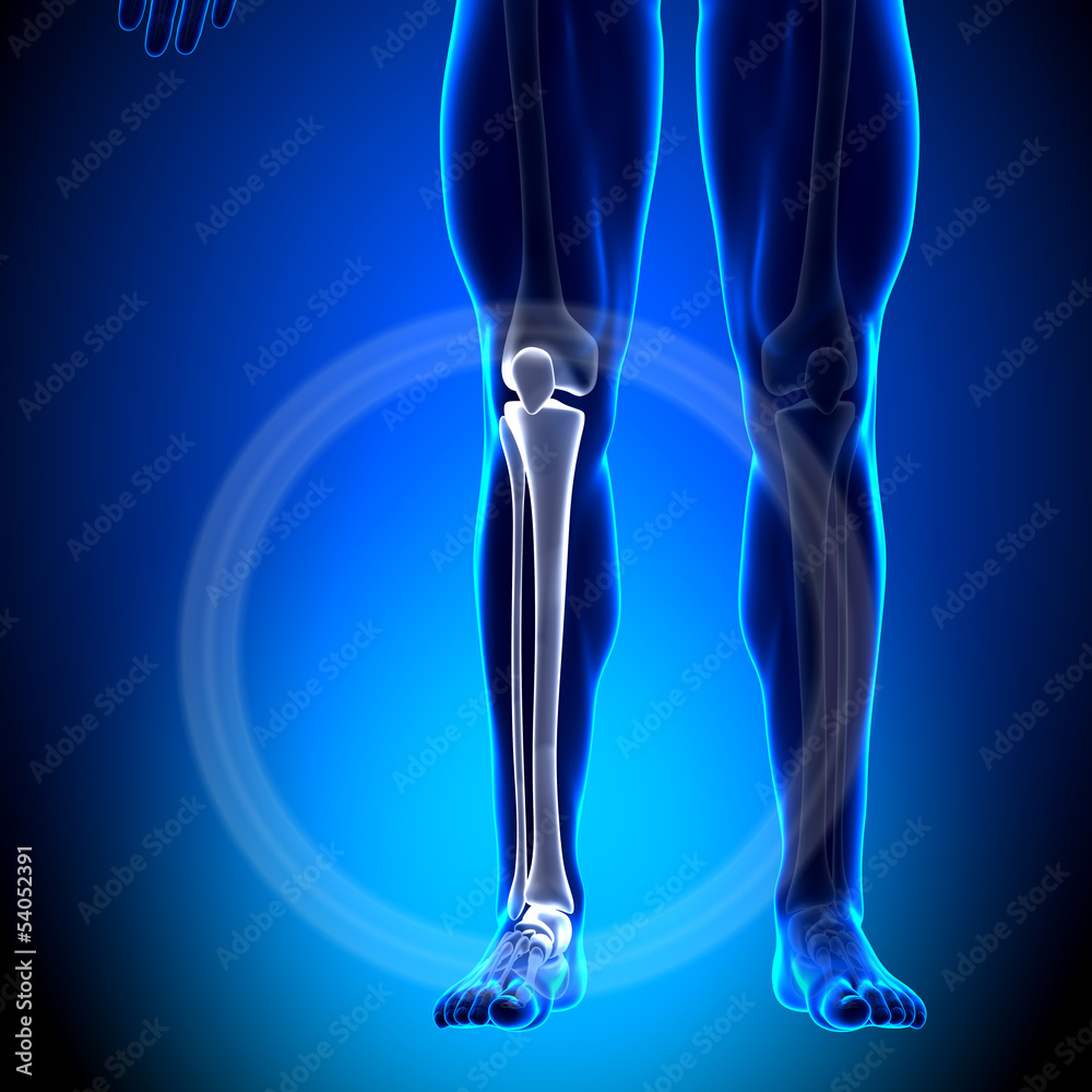 Tibia / Fibula Calf Anatomy Anatomy Bones Stock Illustration