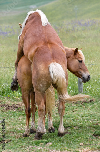 Amore equino - horse sex