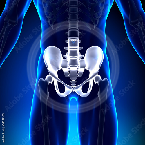 Hip / Ischium / Pubis / Sacrum / Ilium - Anatomy Bones