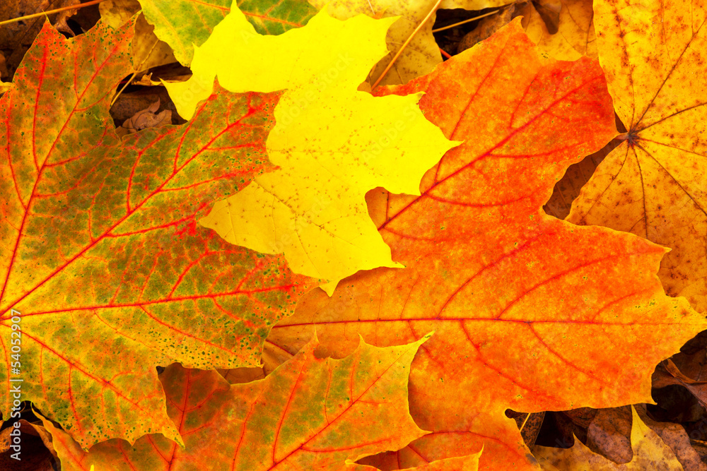 leaves background  autumn