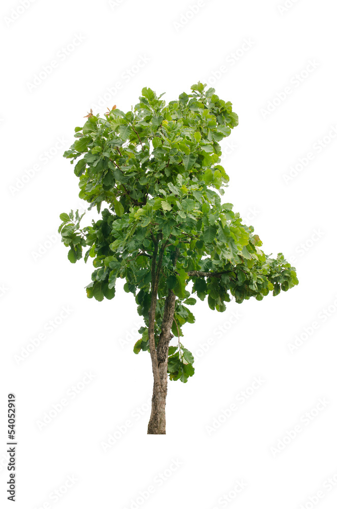 Naklejka premium Dipterocarpus tuberculatus Roxb