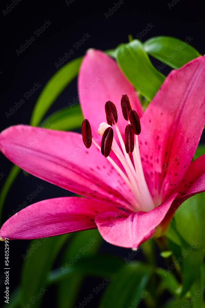 Fototapeta premium Asiatic Lily