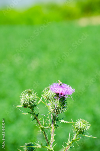 Thsistle flower over green grass background