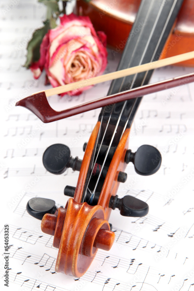 Fototapeta premium Classical violin with dry rose on notes