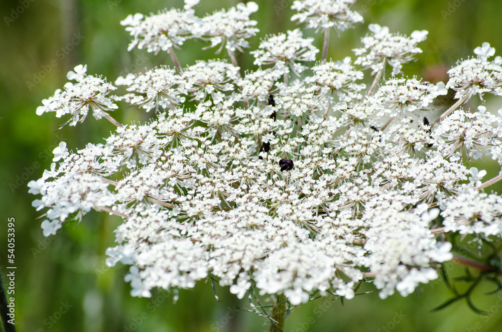 White blossoms of the wild carrot in the field