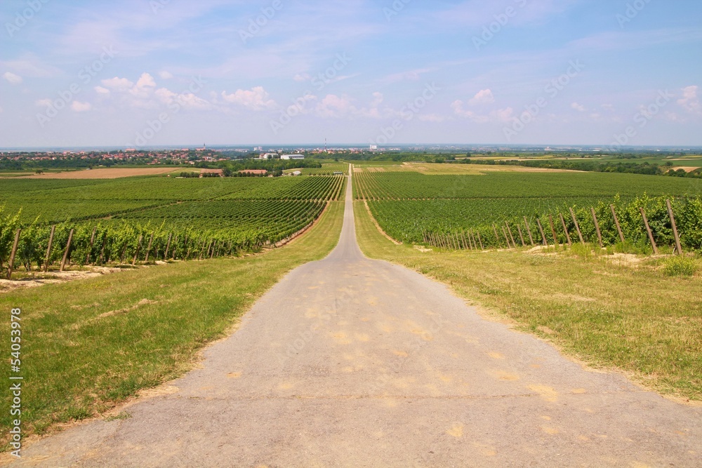 Road to vineyard