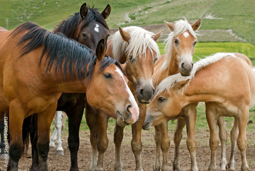 cavalli al pascolo - horses grazing © Pietro D'Antonio