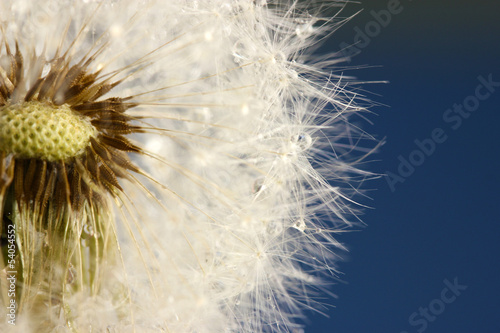 Beautiful dandelion with seeds on blue background