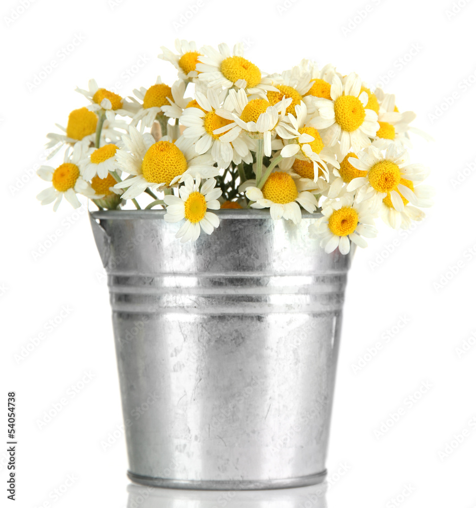 Beautiful wild camomiles in .pail, isolated on white Beautiful wild camomiles in .pail, isolated on white