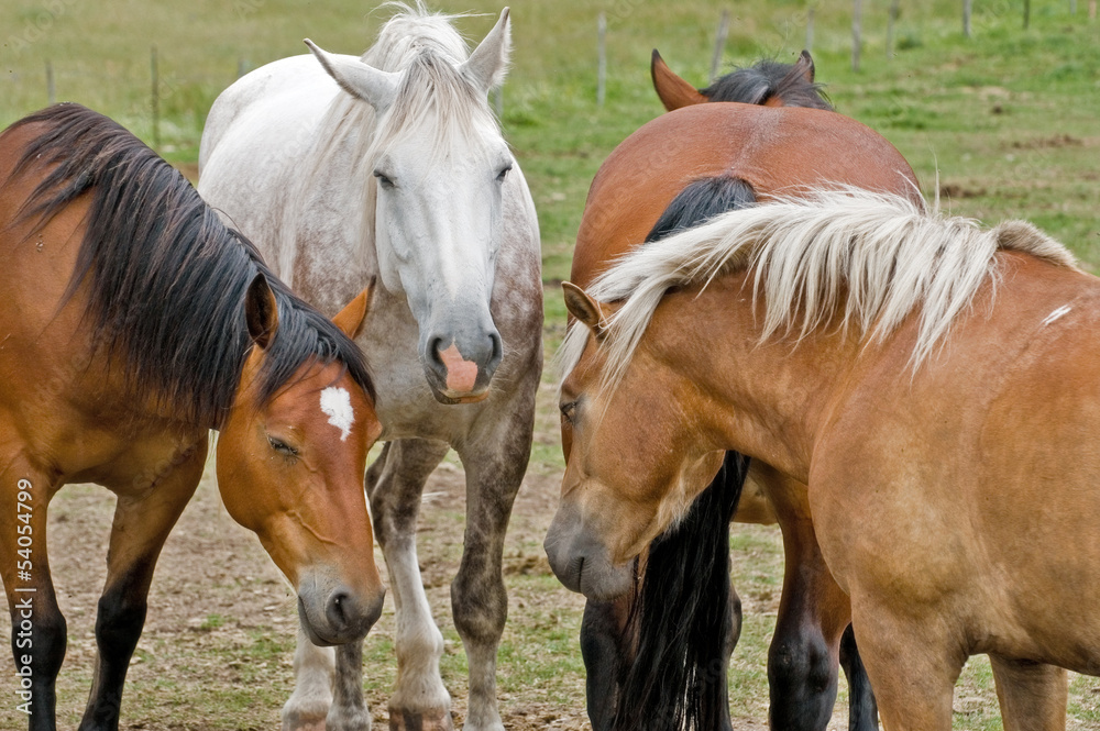 Cavalli a riposo - the rest of the horses