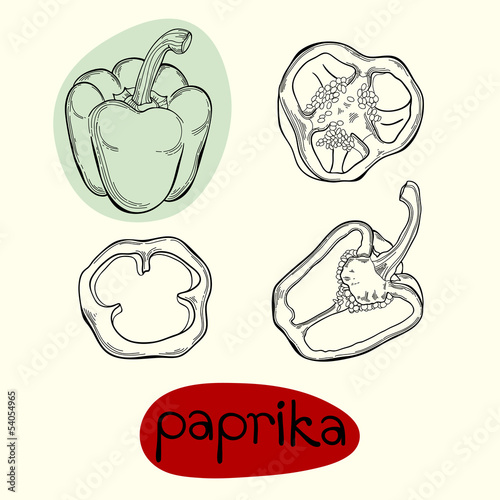 Paprika . The isolated vector.