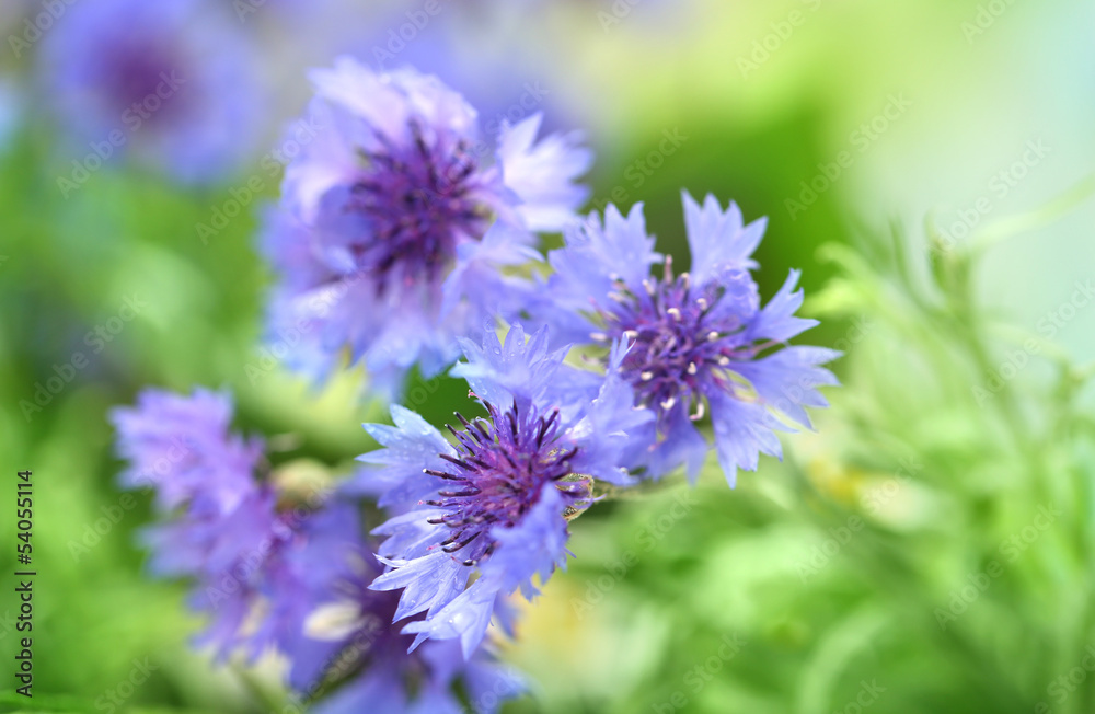 Beautiful cornflowers on green background Beautiful cornflowers on green background