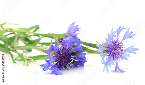 Beautiful cornflowers  isolated on white