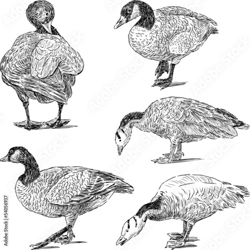 sketches of geese