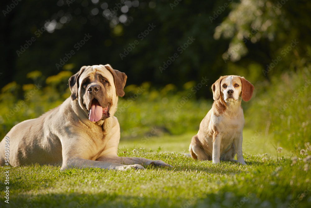 Mastiff with beagle Mastiff with beagle