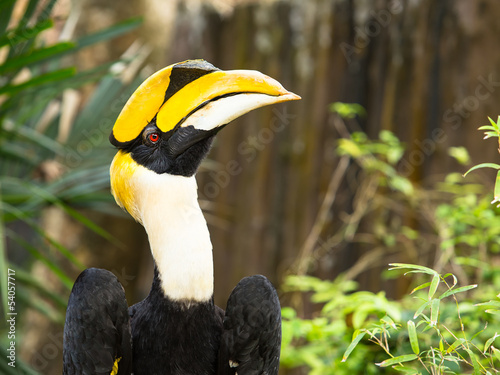 Foto Great Hornbill (Buceros bicornis)