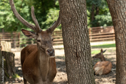 Deer - at zoo © axentevlad