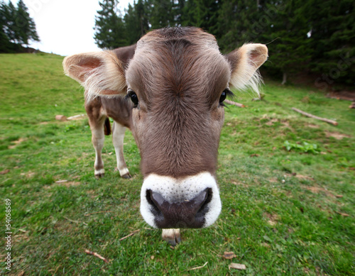 cow