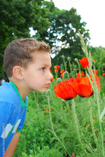 A boy stands near flowers poppies.