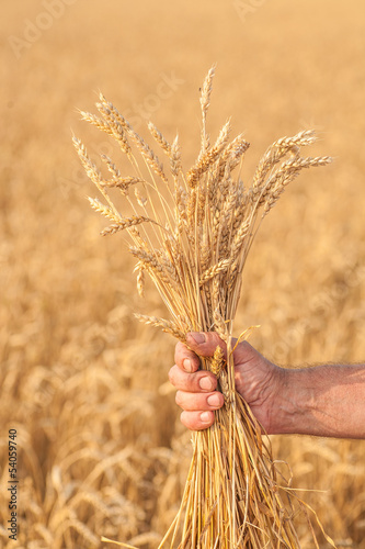 Ripe golden wheat ears in her hand