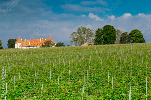 French Vineyard