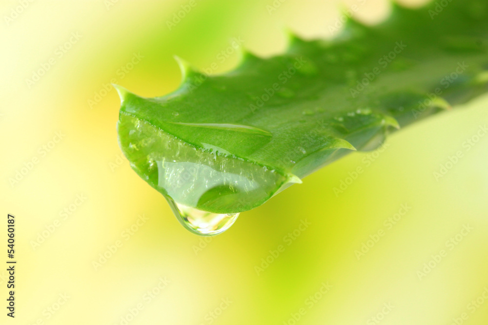 Fototapeta premium Aloe leaf with drop on natural background