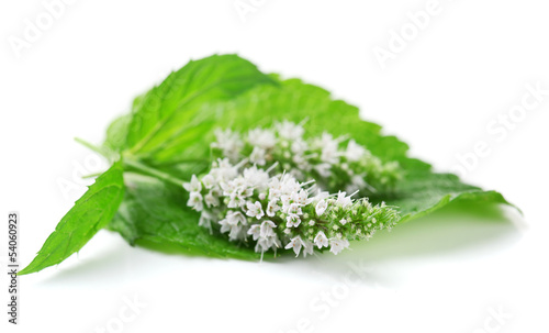 Fresh mint flowers isolated on white