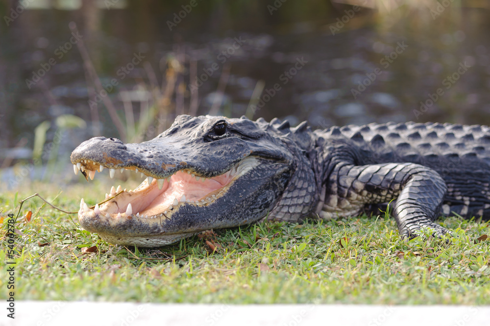 Fototapeta premium agresywny aligator