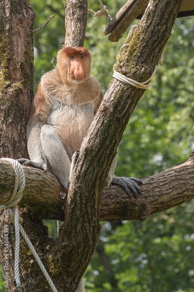 Fototapeta premium Neusaap (Nasalis larvatus)
