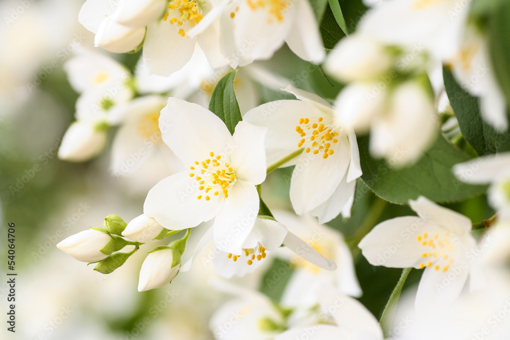 Jasmine blossom, selective focus