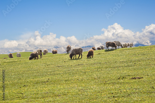 Sheep are at grass