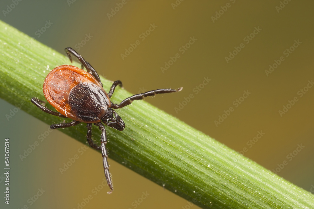 Tick on a plant straw Stock Photo Adobe Stock