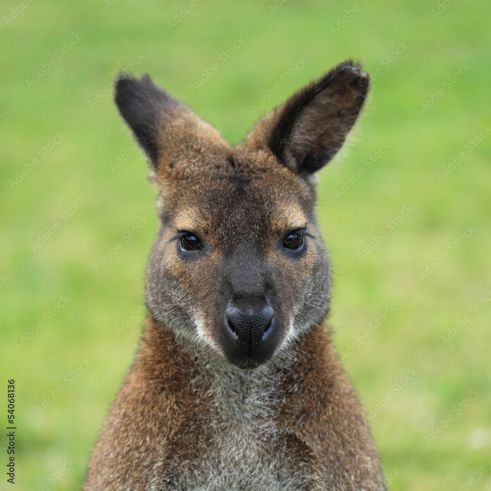 Wallaby kangaroo close up