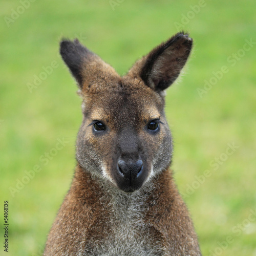 Wallaby kangaroo close up