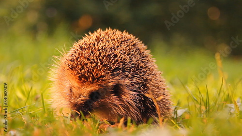 ёжик на зелёной траве летом
