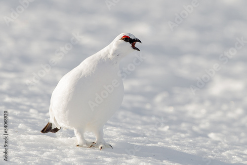 Ptarmigan in snow