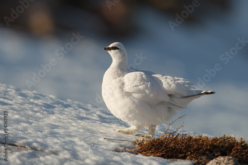 фотографія Ptarmigan