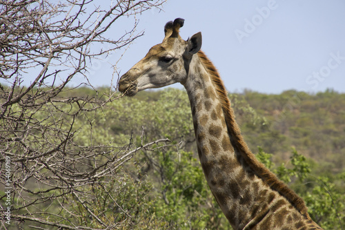 Head and neck of a giraf